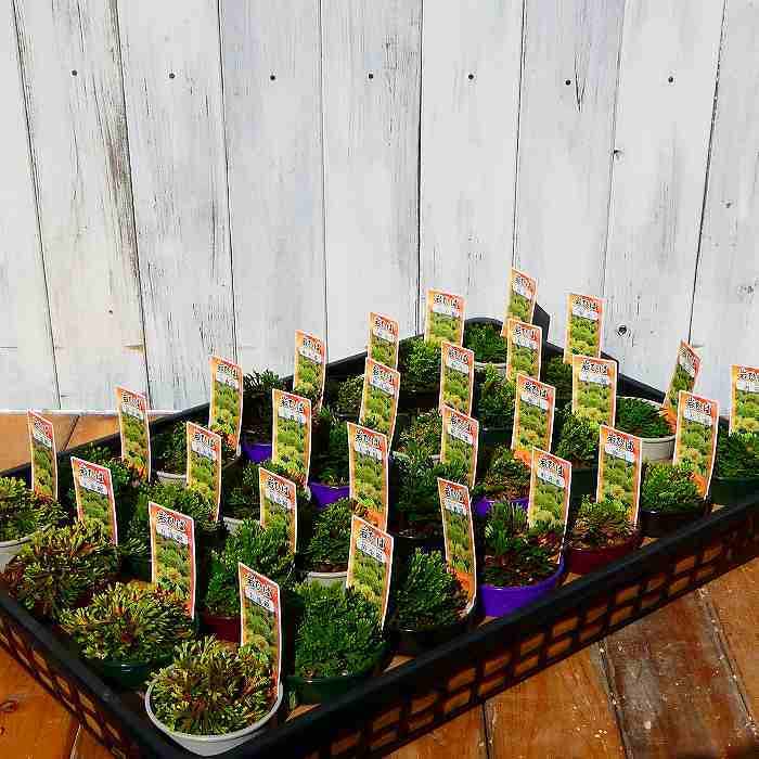 Amazon | 岩ひば 苗 綾錦 2.5号 イワヒバ 岩ヒバ 山野草 盆栽 230415 | 花